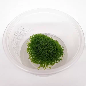 Riccia-fluitans-Floating-Crystalwort-Tissue-Culture-top-view