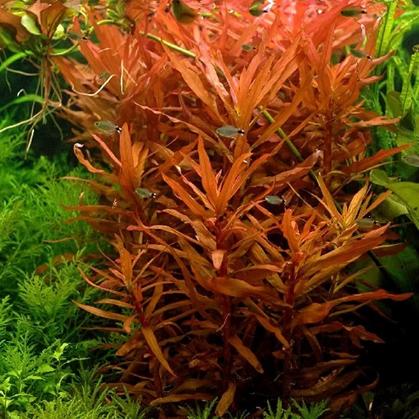 Ammannia-senegalensis-Copper-Leaf-Ammannia-growing-in-an-aquarium-png.webp