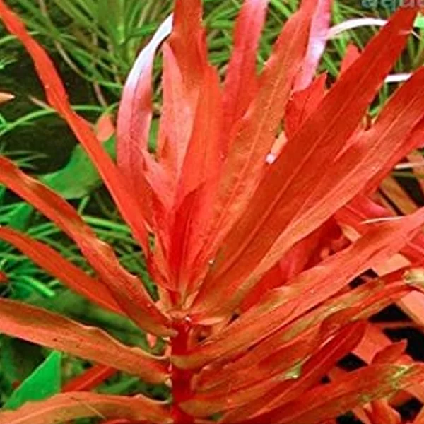 Ammannia-senegalensis-Copper-Leaf-Ammannia-png.webp